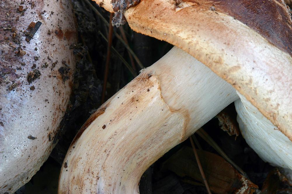 tricholoma fracticum 3006 03.jpg