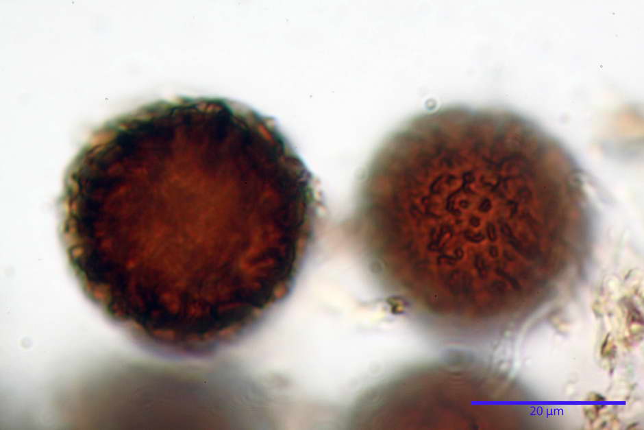 elaphomyces granulatus 4710 22.jpg