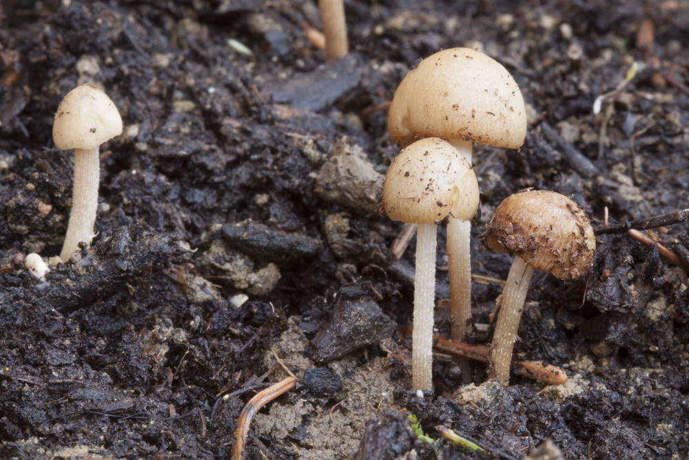 conocybe siliginea 5030 04.jpg