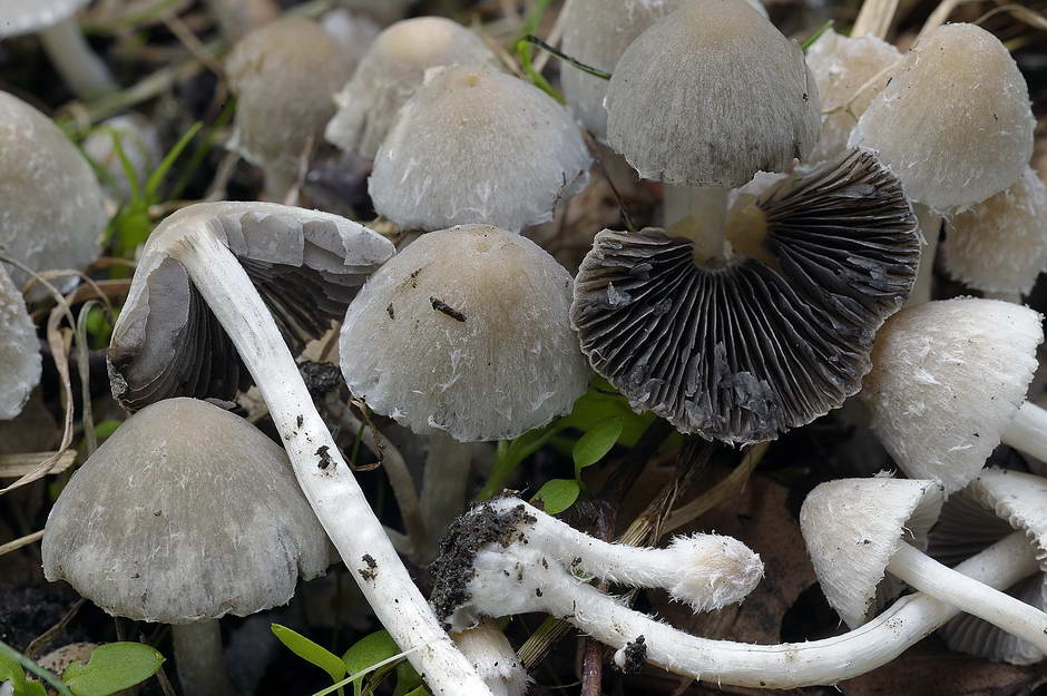 Psathyrella microrrhiza fo pumila 4585 02.jpg