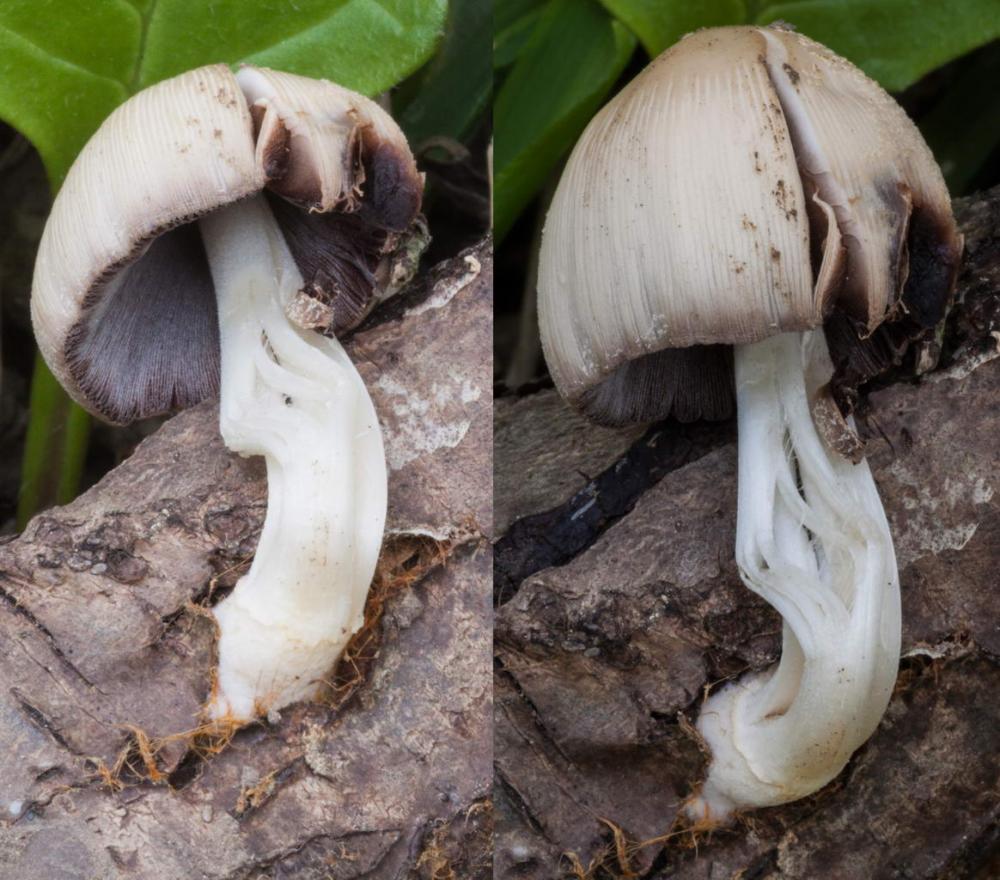 Coprinellus ellisii.jpg