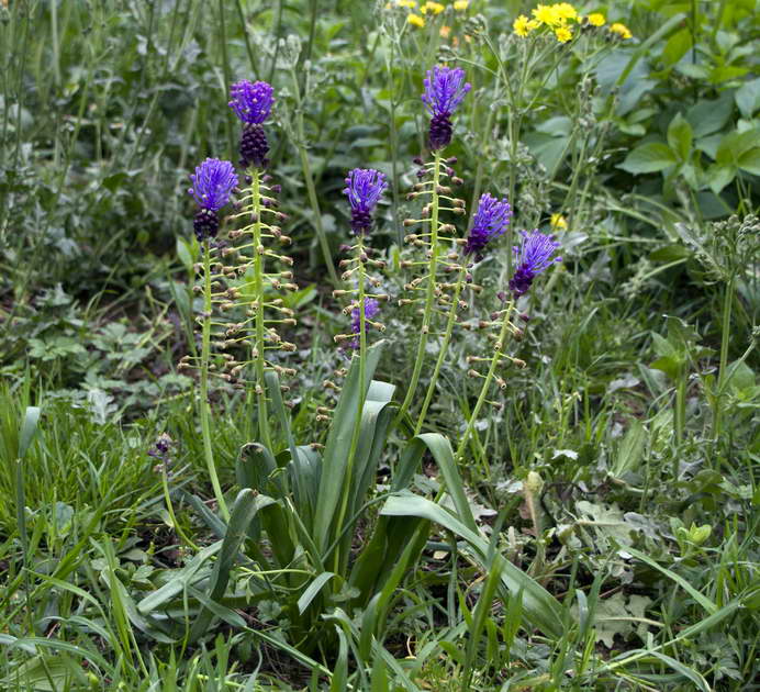 Muscari comosum 01.jpg