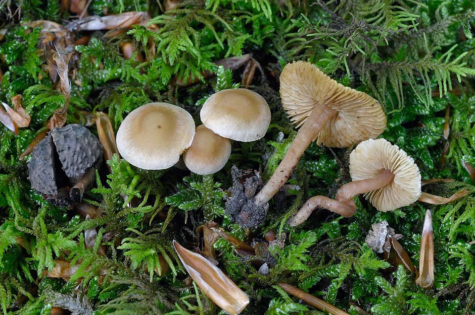 inocybe petiginosa 4684 03.jpg