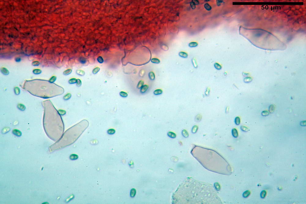 psathyrella hydrophila 21.jpg