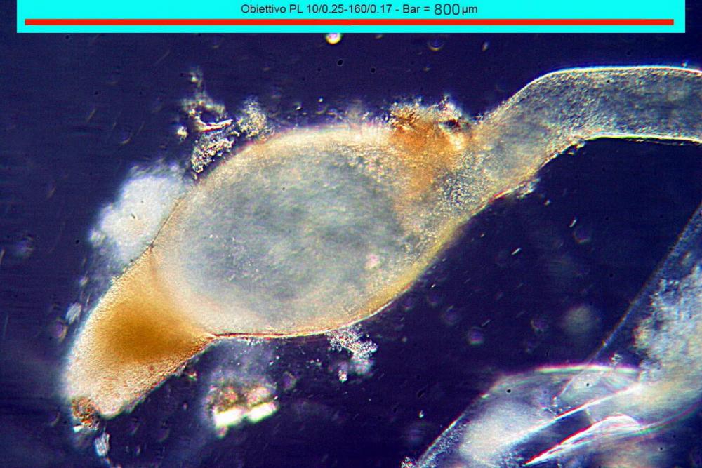 pilobolus crystallinus var kleinii trofocisti.jpg