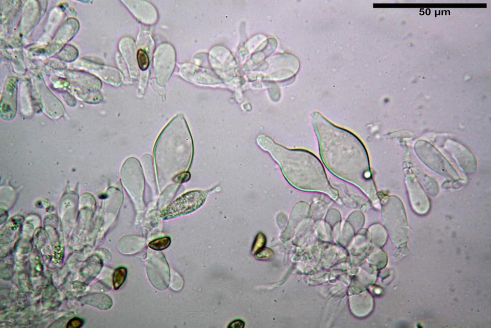 Inocybe phaeodisca var geophylloides 5226 25.jpg