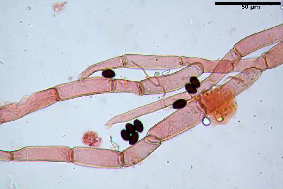 Coprinopsis pachyderma 4824 16.jpg