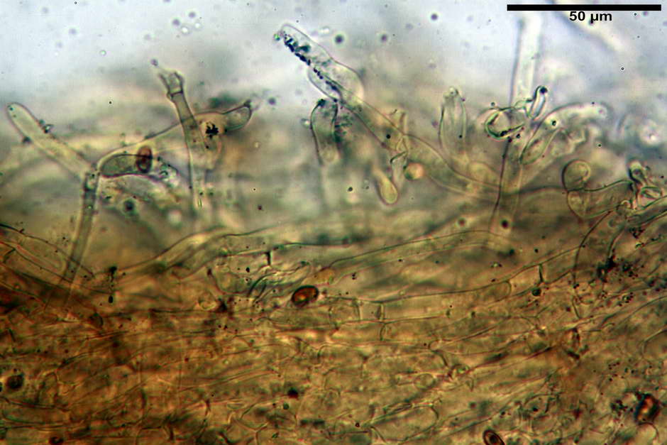 pholiota tuberculosa 4736 06.jpg