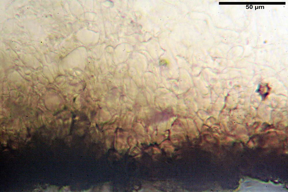 pseudoplectania nigrella 5040 16.jpg