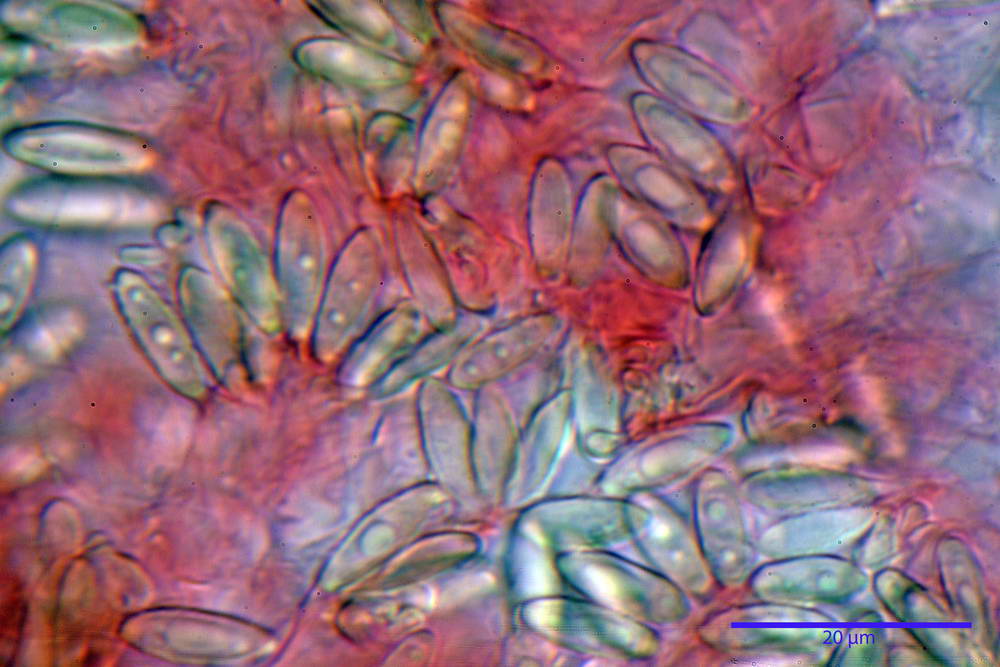 hysterangium coriaceum 5056 13.jpg