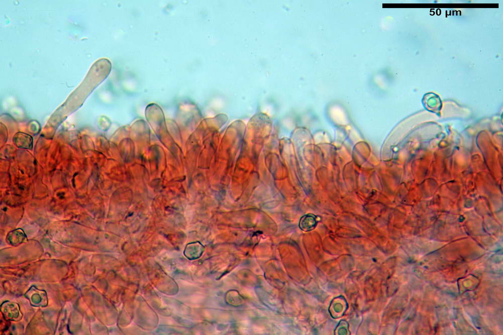 entoloma029.jpg