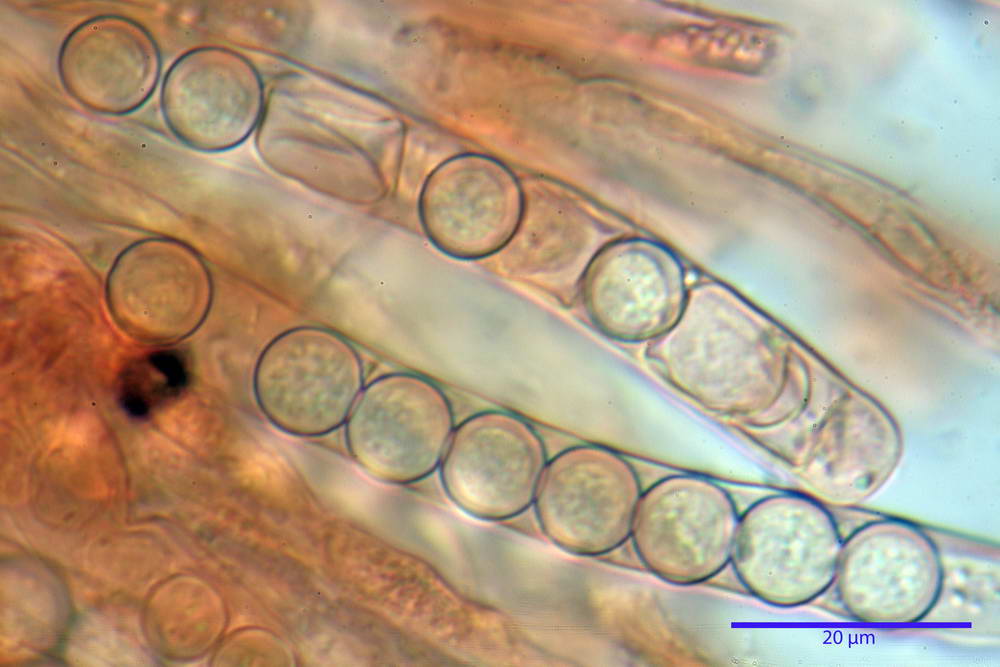 plicaria endocarpoides 5034 59.jpg