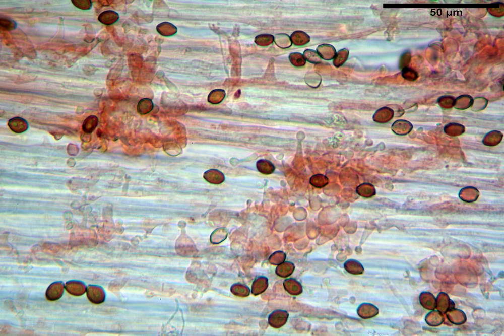 conocybe antipus 4921 35.jpg