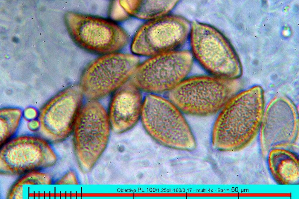 hebeloma sacchariolens spore ornamentazione H2O.jpg