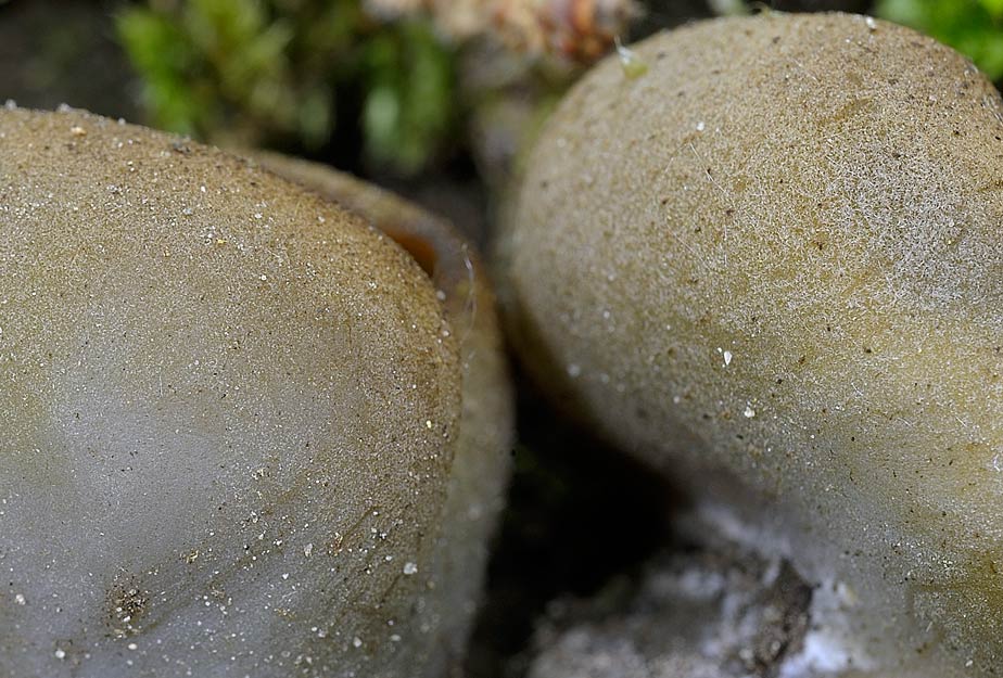 peziza badioides 4670 05.jpg