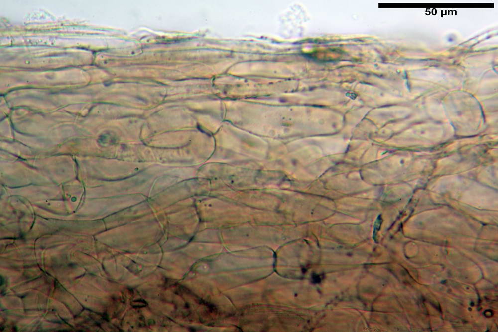 entoloma vindobonense 08.jpg