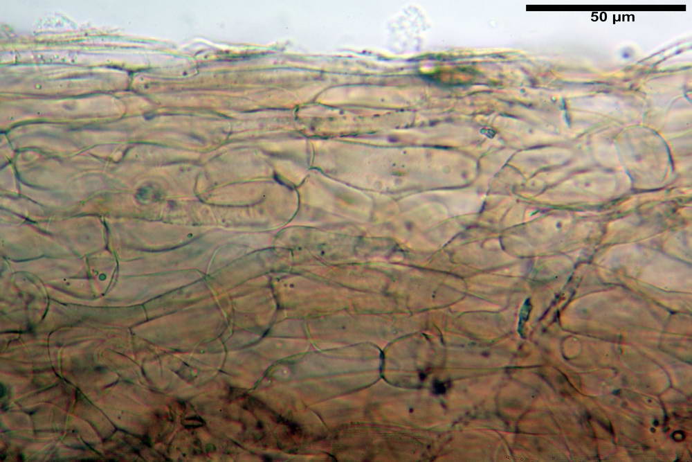 entoloma vindobonense 08.jpg