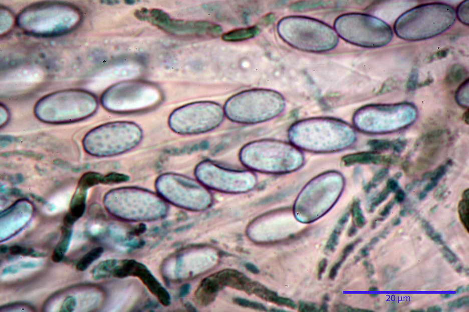 peziza subviolacea 4827 33.jpg