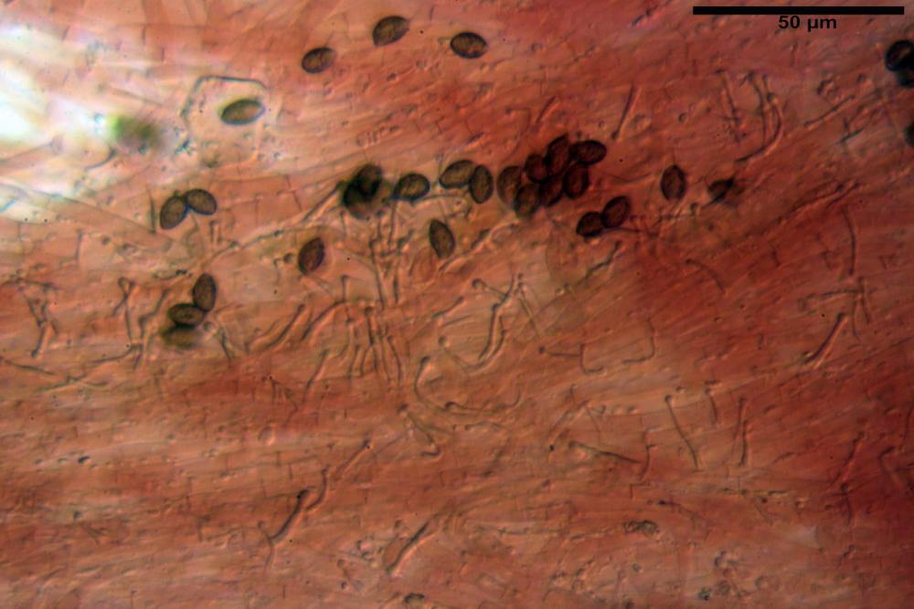 Phaeocollybia lugubris 6657 75.jpg