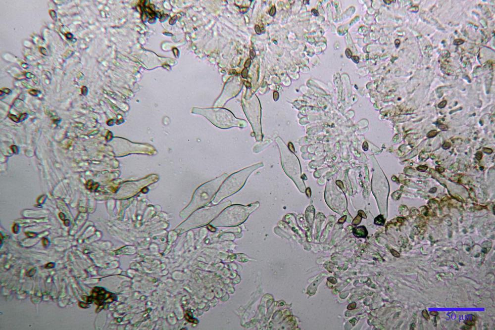 Inocybe phaeodisca var geophylloides 5226 21.jpg