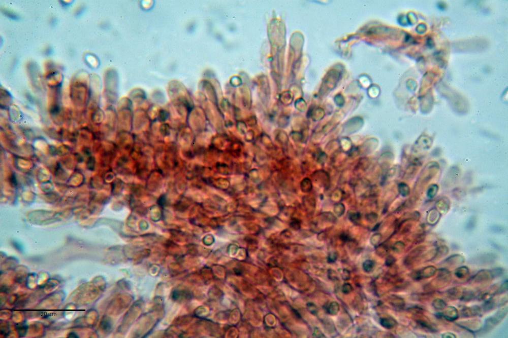 Cystodermella cinnabarina 26.JPG