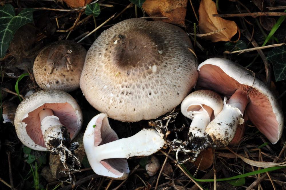 Agaricus bresadolanus.JPG