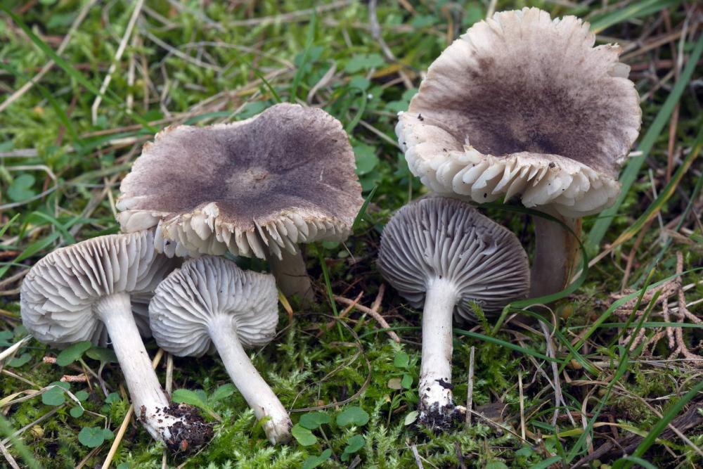 Tricholoma terreum 6069 01.jpg