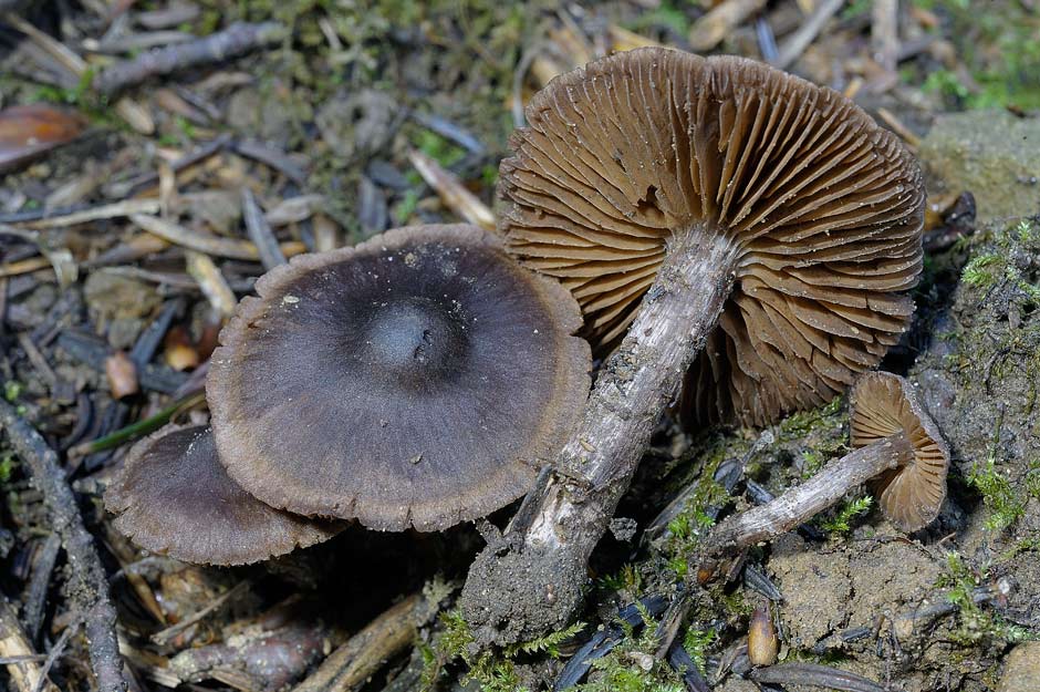 cortinarius vernus 4683 01.jpg