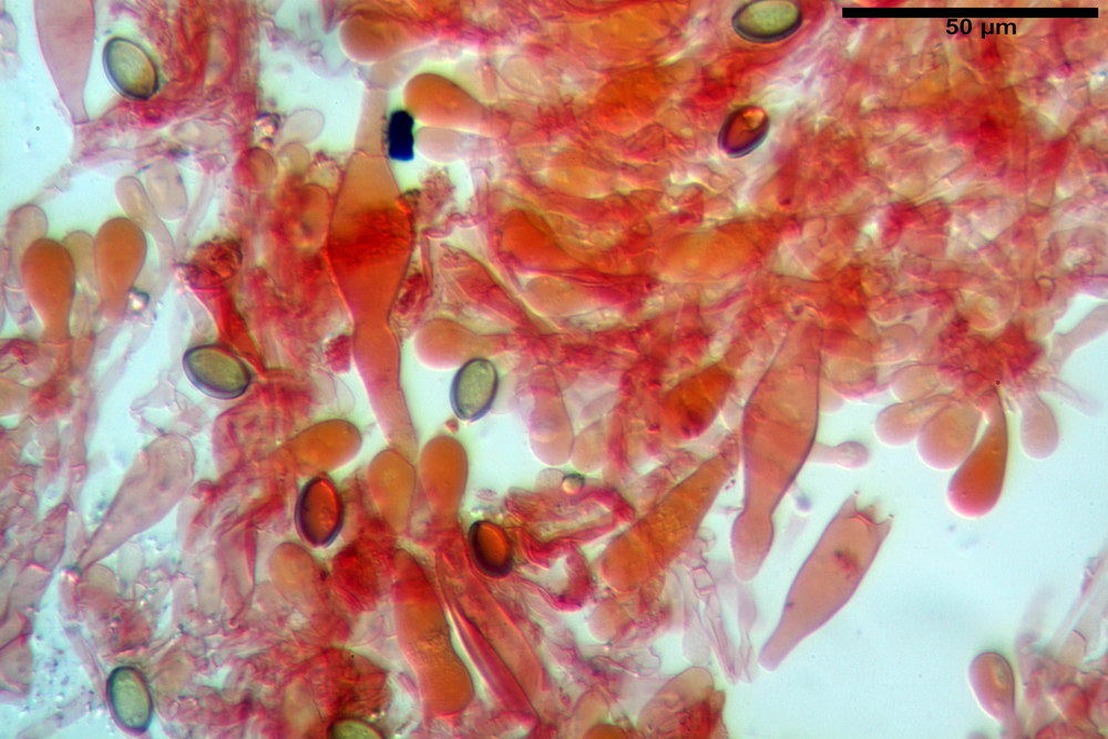 agrocybe ochracea 5174 55_resize.jpg