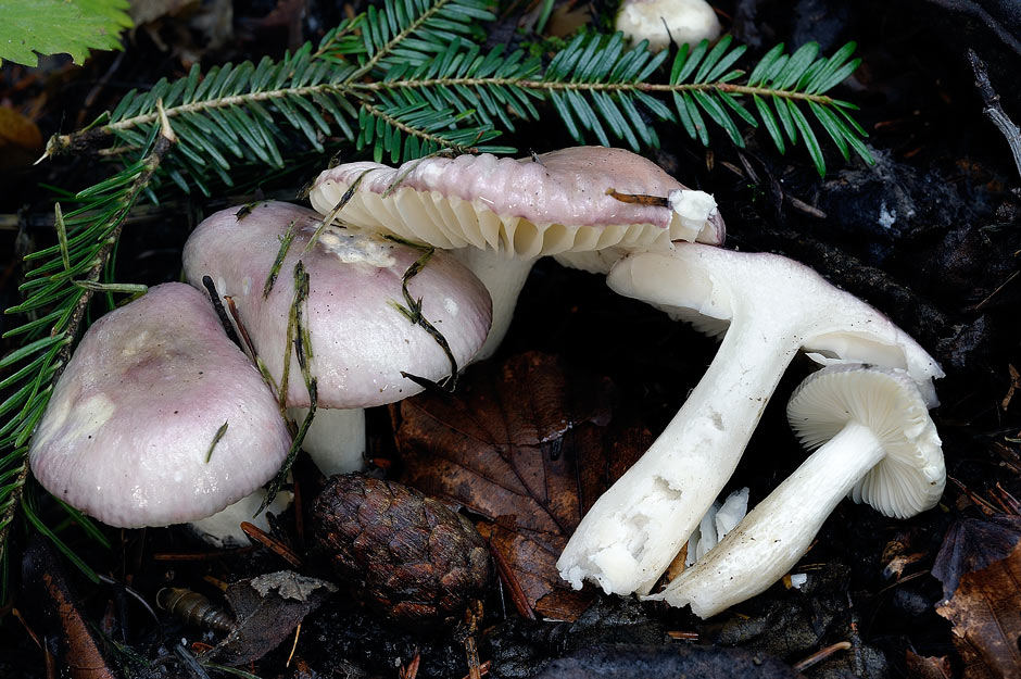 russula cavipes 4648 01.jpg