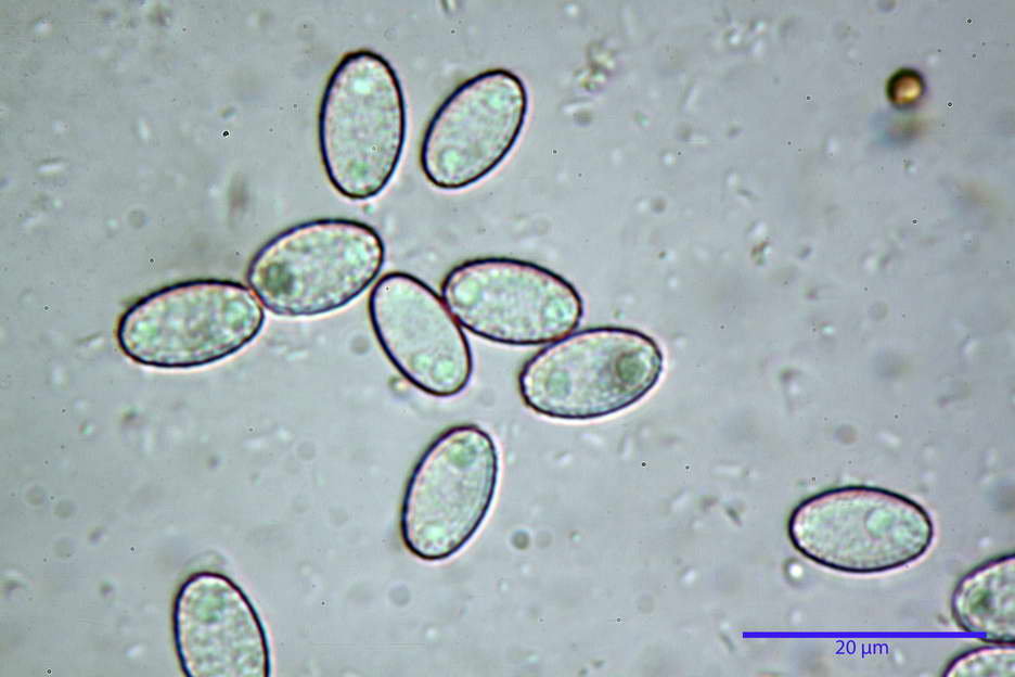 peziza subviolacea 4827 27.jpg