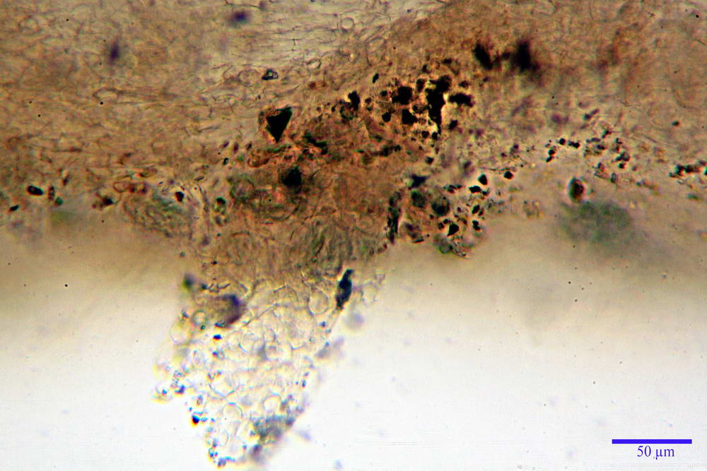 plicaria endocarpoides 5034 17.jpg