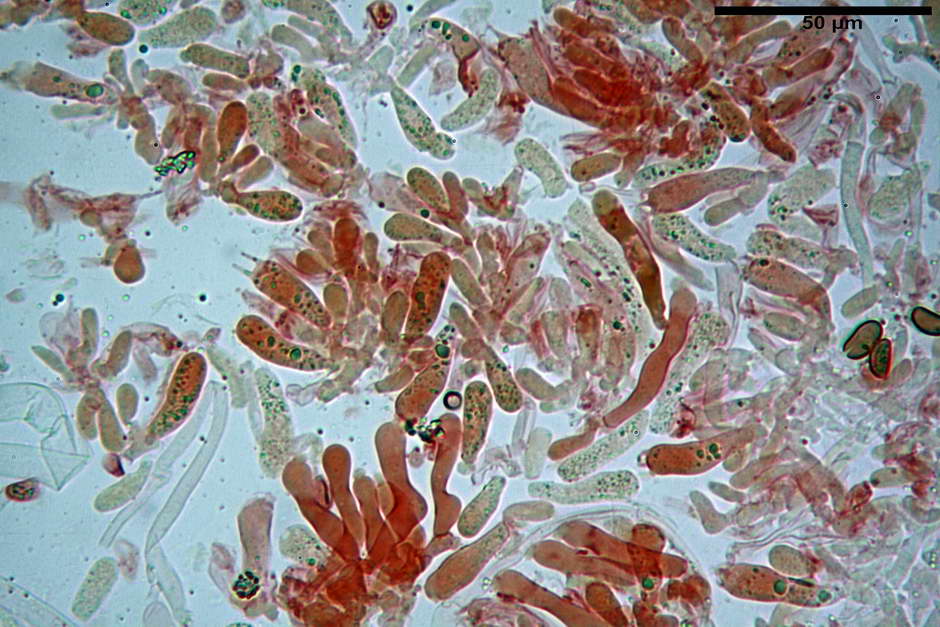 pholiota tuberculosa 4736 13.jpg