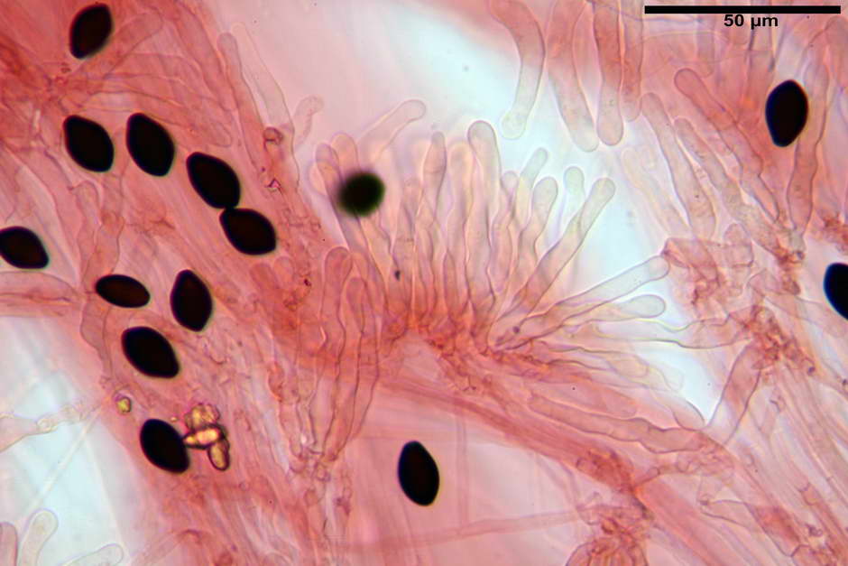 panaeolus papilionaceus var papilionaceus 4682 docx 59.jpg