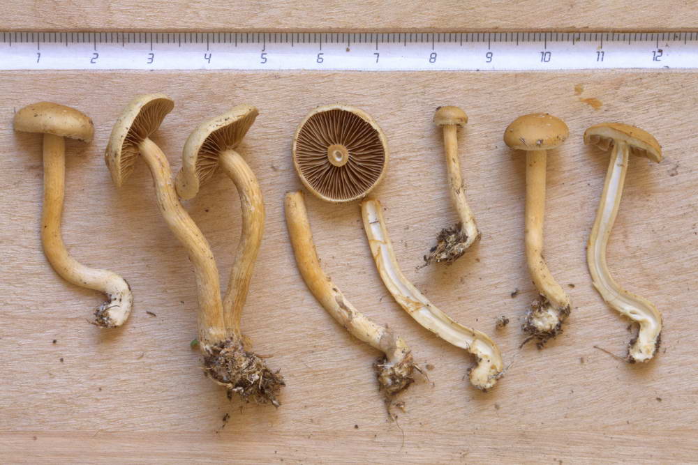 agrocybe 03.jpg