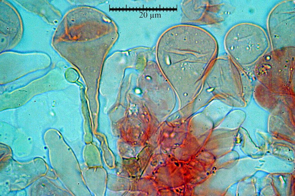 conocybe inocybeoides pileipellis e pileocistidi 93.jpg