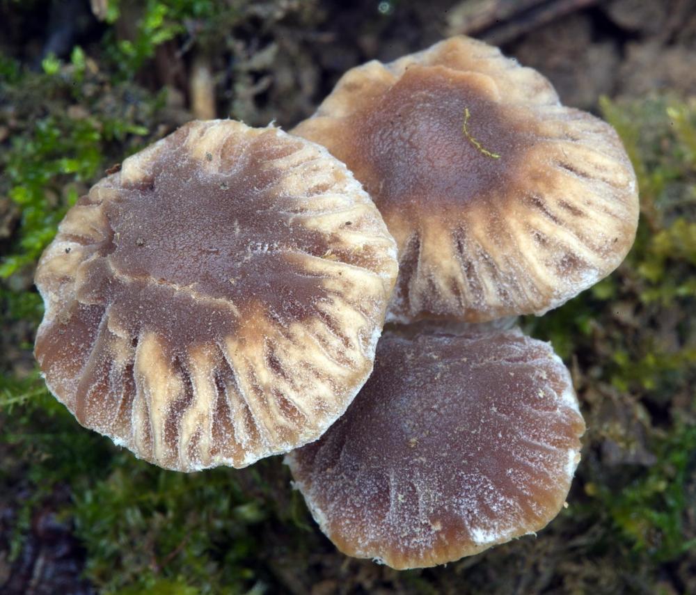 Psathyrella olympiana 07.jpg