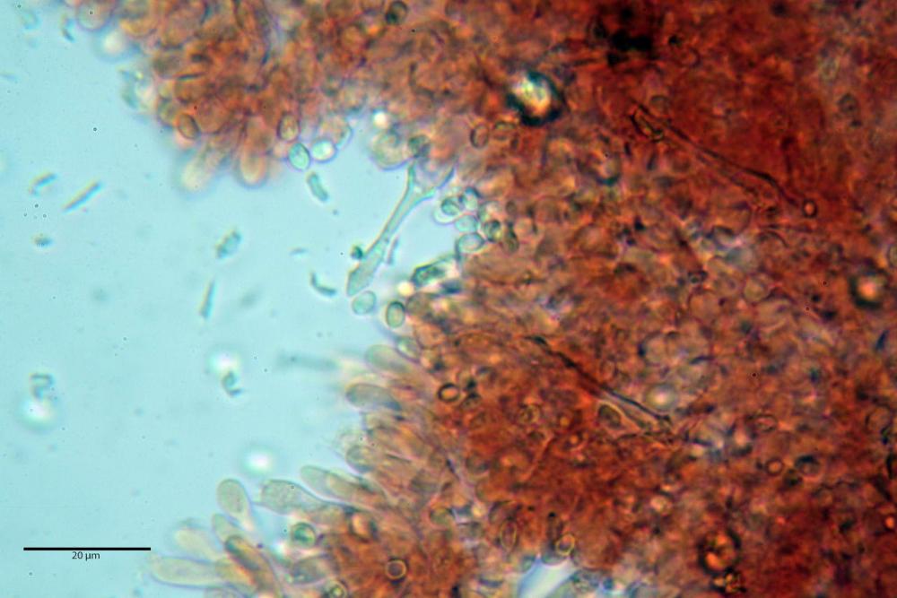 Cystodermella cinnabarina 22.JPG