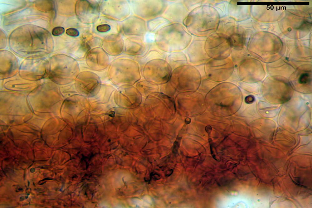 conocybe antipus 4921 09.jpg