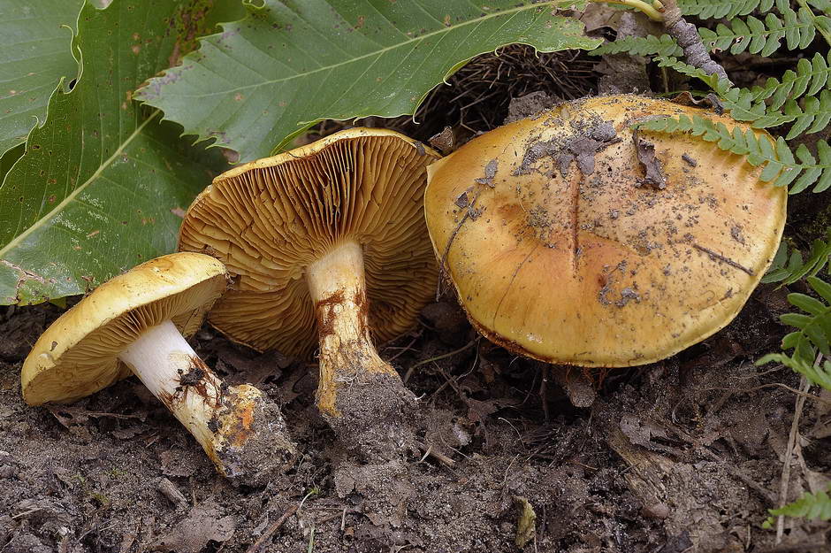 cortinarius 01.jpg