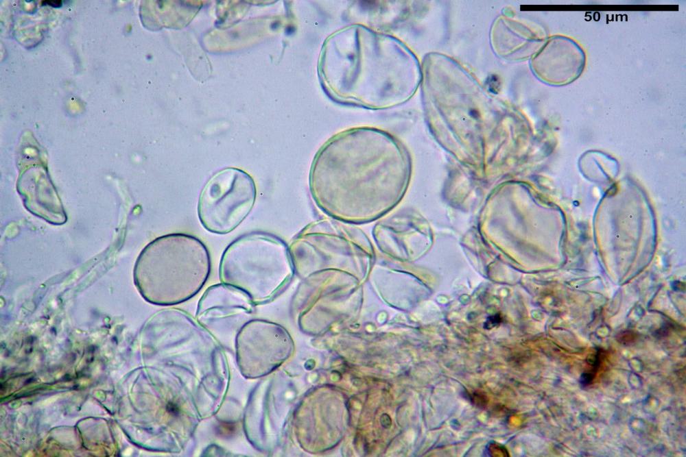 Cystodermella cinnabarina 06.JPG