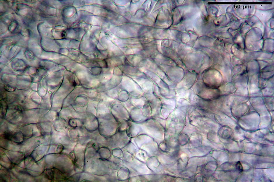 peziza badioides 4670 16.jpg