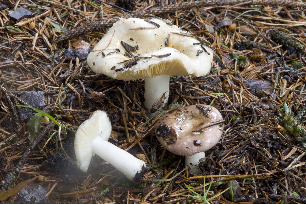 russula nauseosa 4845 02.jpg