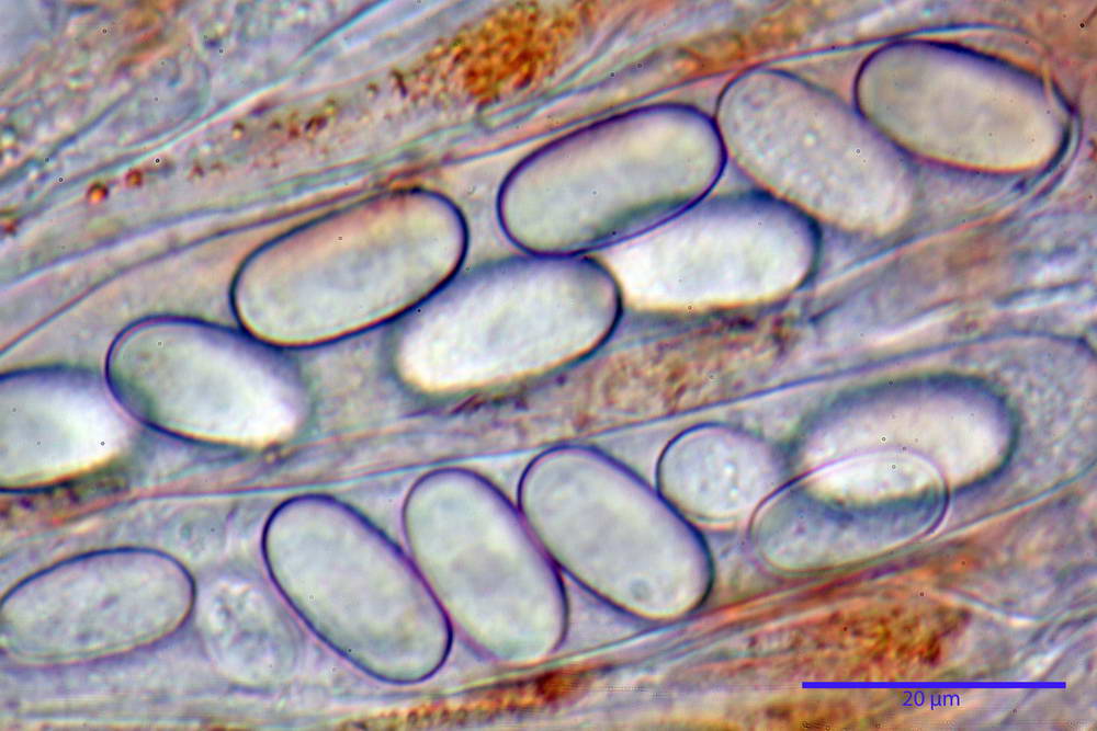 cheilimenia dennisii 5049 56.jpg