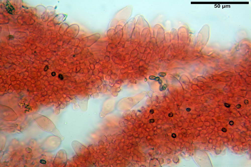 psathyrella hydrophila 16.jpg