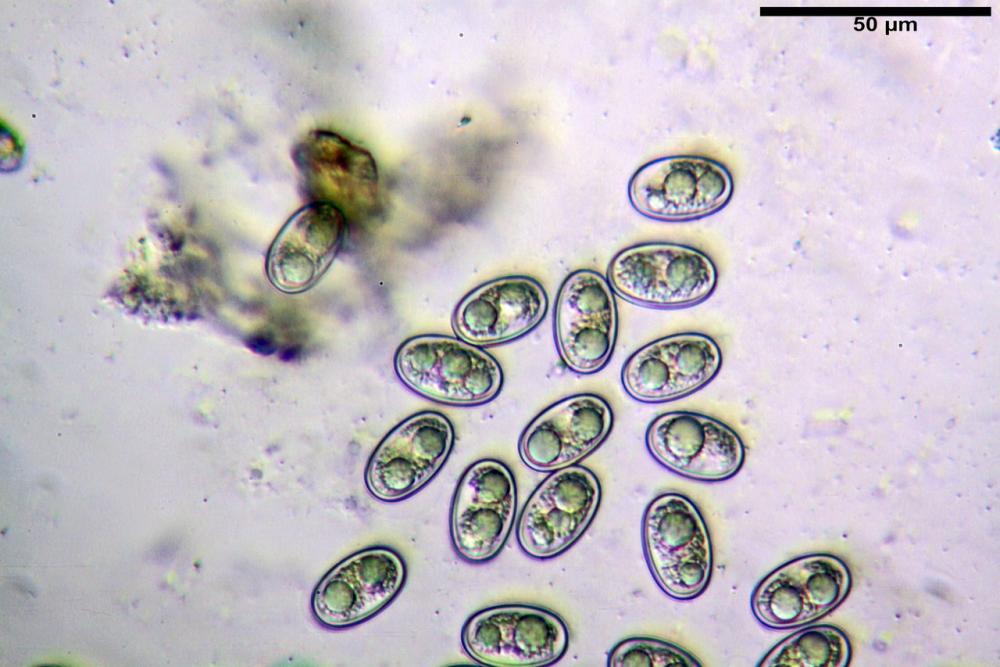 adelphella babingtonii 27.jpg