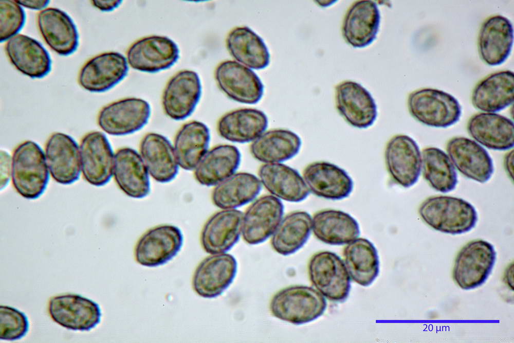 Melanoleuca polito-inaequalipes 4959 55.jpg
