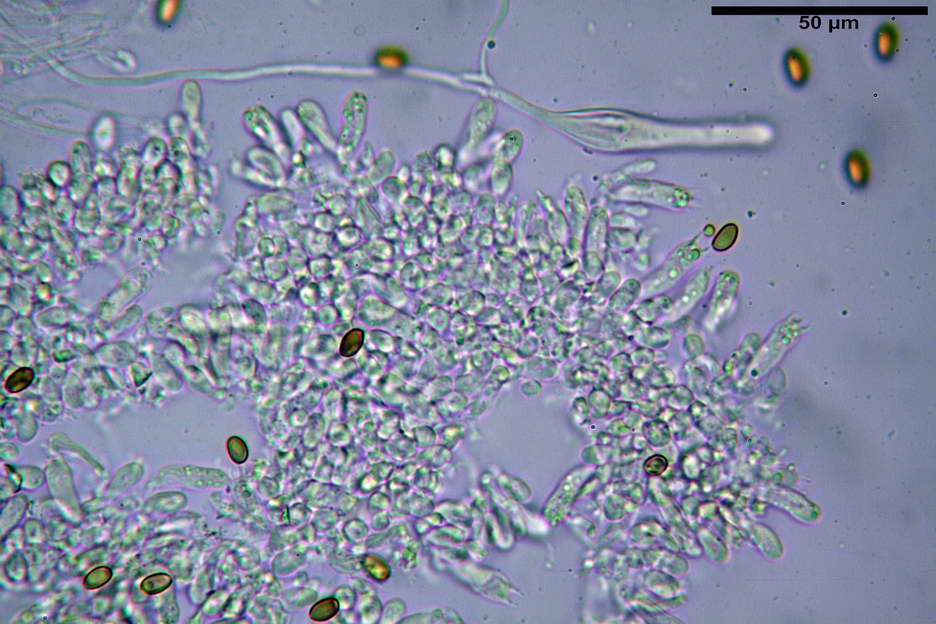 pholiota higlandensis 4837 18.jpg