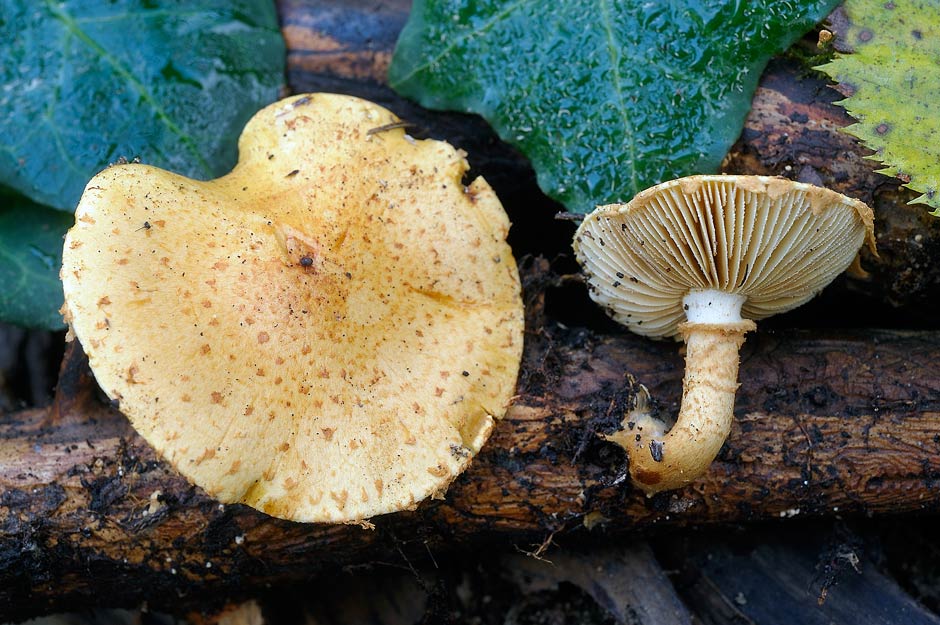 pholiota lucifera 4785 02.jpg