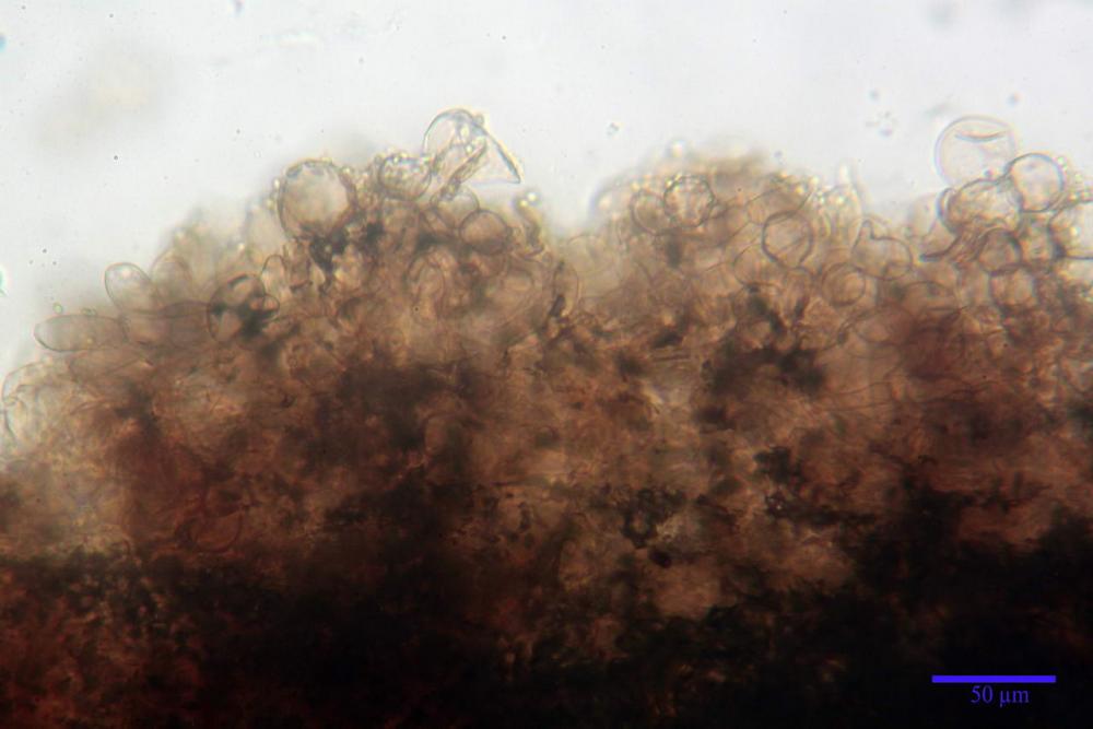 Cystodermella cinnabarina 03.JPG